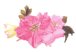 Pink flowers and a  bud